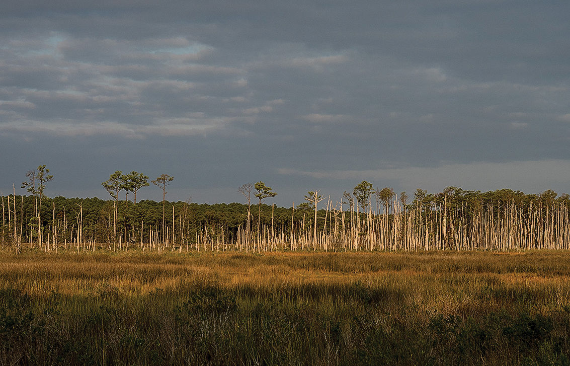 Ghost forest along Little Choptank River, MD